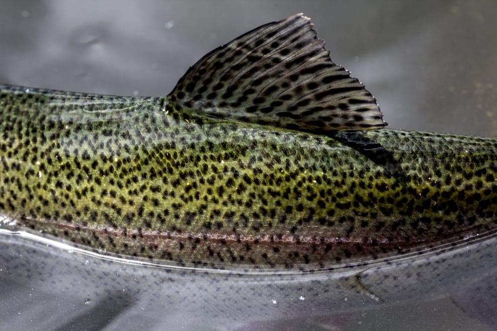 Part 2: Type Of Fish At Fish The Nush