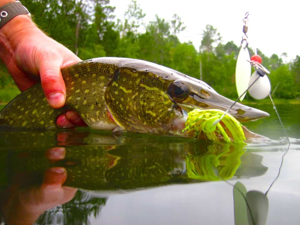 The Northern Pike: Always in Season