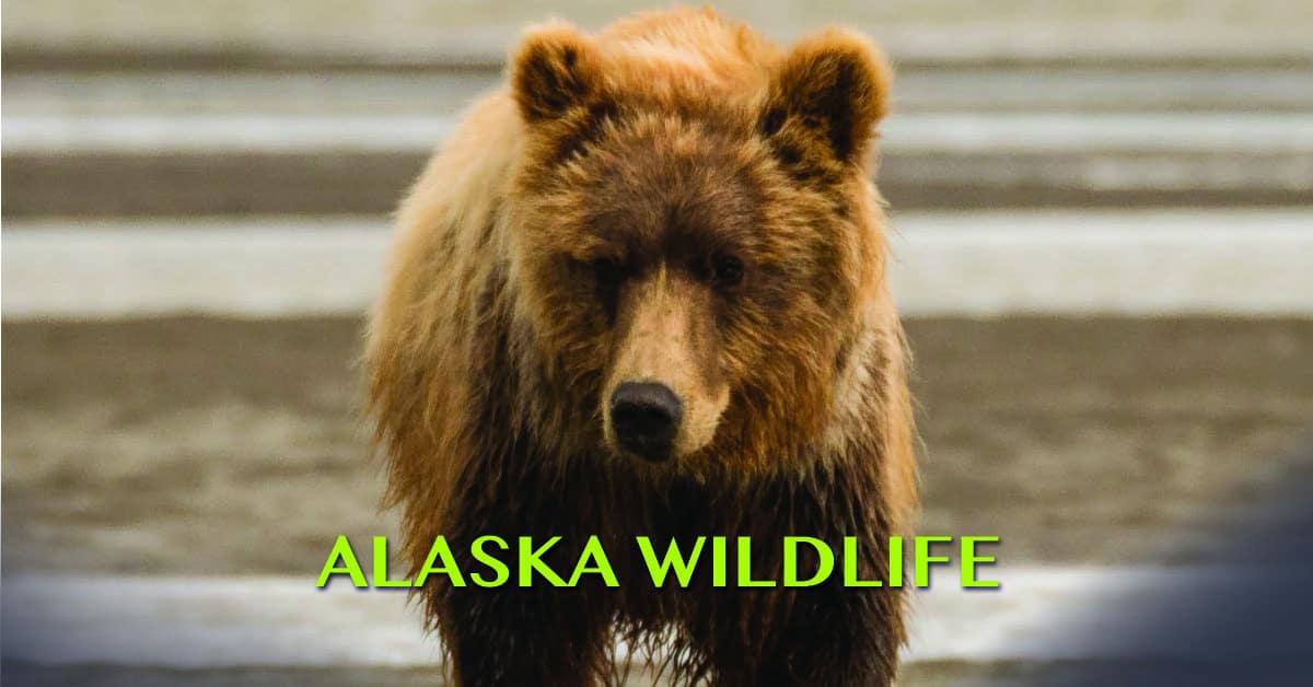 Alaska Wildlife
