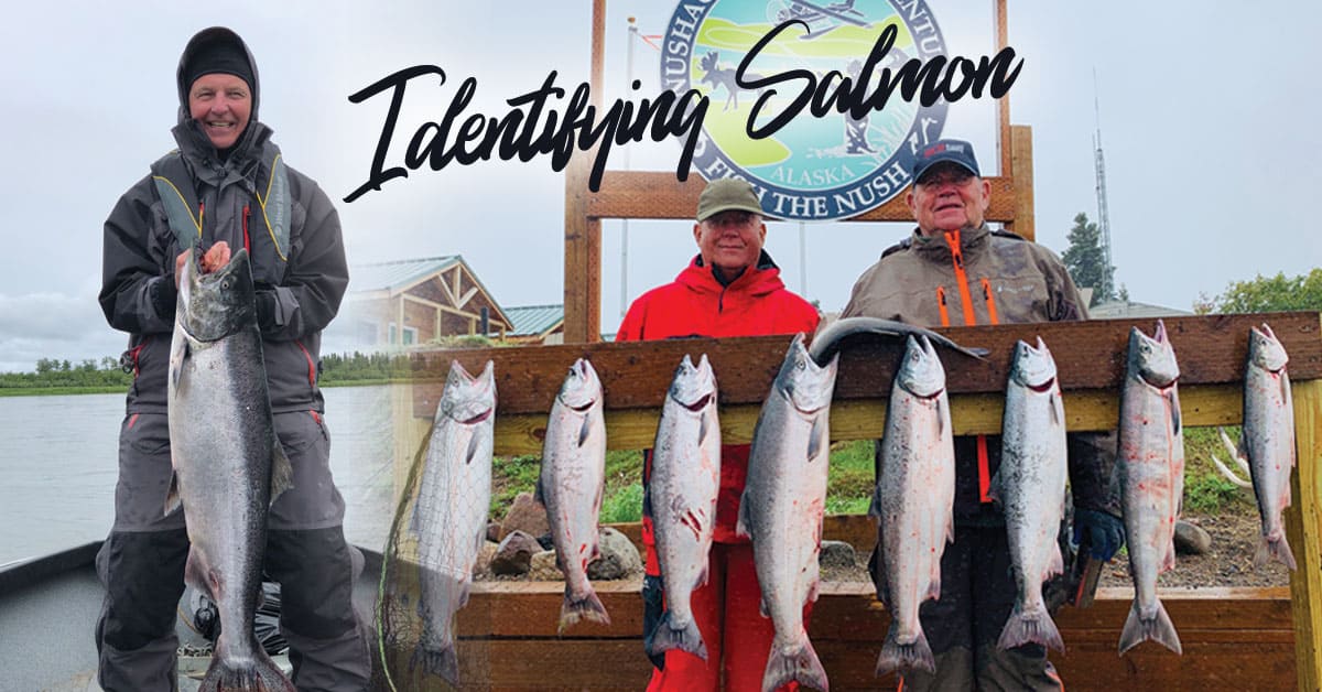 Types of Salmon: How to tell the difference