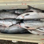 king salmon alaska lodging